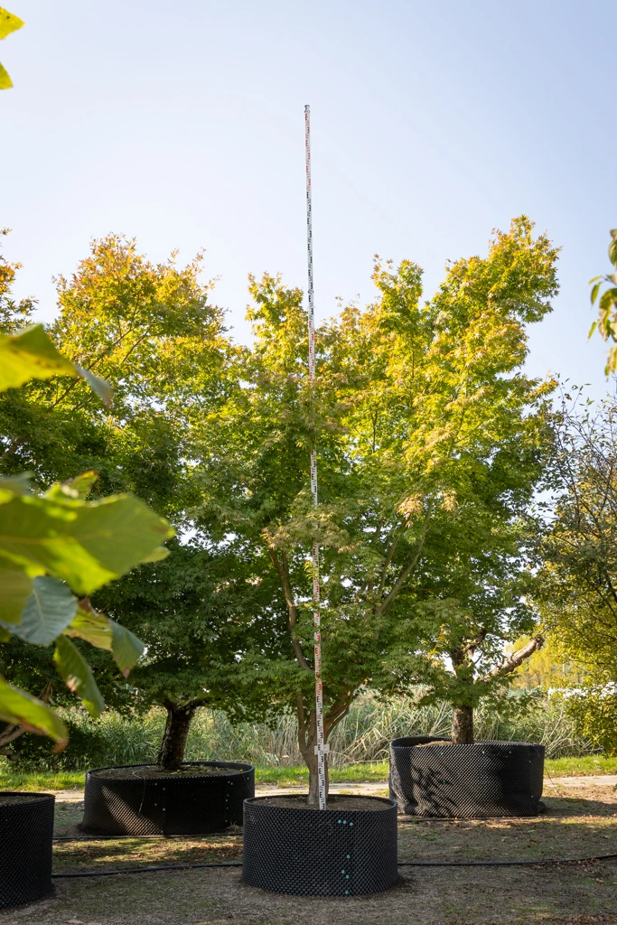 Acer palmatum VJ